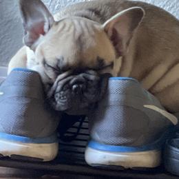 French Bulldog Puppies from Boise French Bulldogs