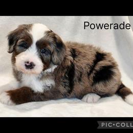Powerade - Blue merle male Sheepadoodle puppy in Roseburg, Oregon from Lookingglass Doodles