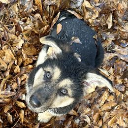 Girl 1 - Black and tan German Shepherd puppy in Milton, Florida from von Kimrick Kennels