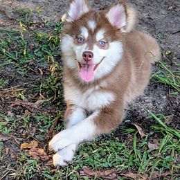 Scarlett - 1300 - Red and white female Pomsky puppy in Spring Hill, Florida from www.PuppyTimeEmporium.com