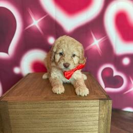 Leonardo - Red male Bernedoodle puppy in Winter Garden, Pennsylvania from Bernedoodle Bunch