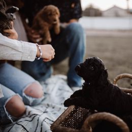 Aussiedoodle and Bernedoodle Puppies from High Desert Doodles