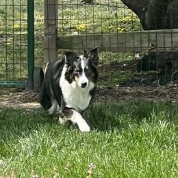 Miya - Australian Shepherd