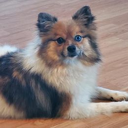Pomeranians from Petite Poms and Frenchies