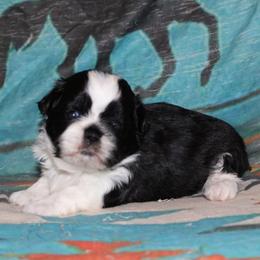 Black and white boy - Black and white male Shihpoo puppy in Newark, Ohio from Gemini Kennels