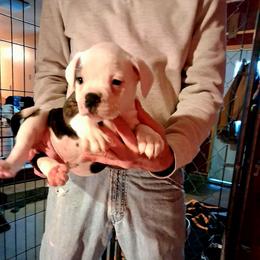 Boy 4 - White and brindle male American Bulldog puppy in La Porte, Indiana from Slayton's American Bulldogs
