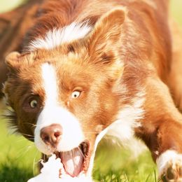 Border Collies from Apex Border Collies