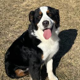 Juno - Bernese Mountain Dog