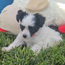 Girl 3 - White and black female Chinese Crested puppy in Amarillo, Texas from Lone Star Chinese Cresteds by Kim