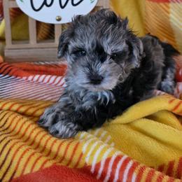 Yelena ( White collar) - Merle female Schnoodle puppy in Novinger, Missouri from Stormi Sky Schnoodles