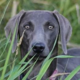 Bindi - Weimaraner