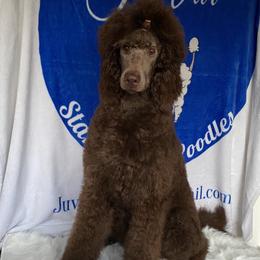 ANITA - Poodle