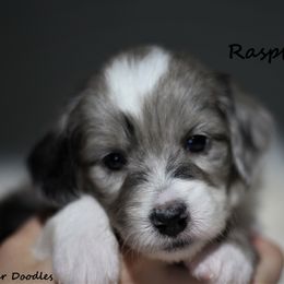 Goldendoodle and Aussiedoodle Puppies from Sister Doodles