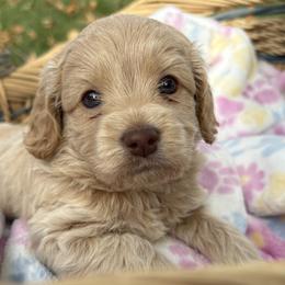 Fortune - Buff male Cockapoo puppy in Larimer County, Colorado from Puppy Love Doodles