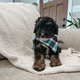 Everest - male Australian Mountain Doodle puppy in Tryon, North Carolina from Melrose Mountain Farm