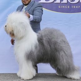 Fritzi - Old English Sheepdog