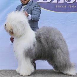 Fritzi - Old English Sheepdog