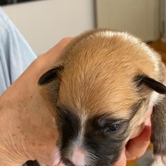 Icelandic Sheepdog Puppies from Paula Sanderson's Icelandic Sheepdogs