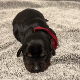 Girl 6 - Black and rust female Doberman Pinscher puppy in Lake City, Florida from Paintedcrazy Doberman Pinchers