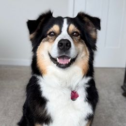 Riley - Australian Shepherd