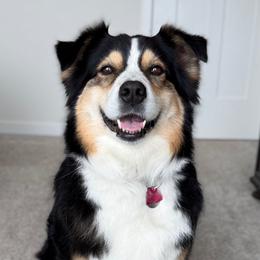 Riley - Australian Shepherd