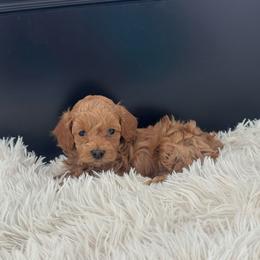 Texas - Apricot male Goldendoodle puppy in Graham, North Carolina from Geise Meadow Doodles