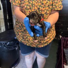 Red Collar - Black and white female Greyhound puppy in Mesa, Arizona from ARK Greyhound Kennel LLC