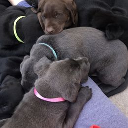 Dilute Retriever and Labrador Retriever Puppies from Winter Creek Labradors