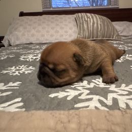 HOLLY - Fawn and white female French Bulldog puppy in Eaton, Ohio from Highley’s  Frenchies