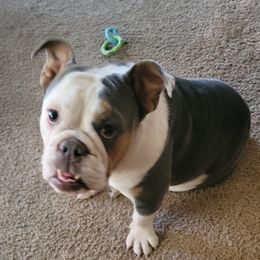 Feona - Bulldog