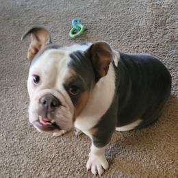 Feona - Bulldog