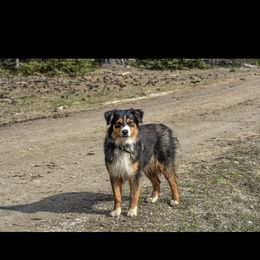 Kimber - Australian Shepherd