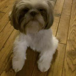 Penelope - Shih Tzu