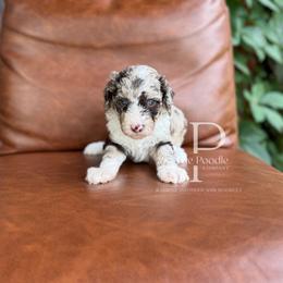 Oasis - Chocolate merle female Bernedoodle puppy in Tulsa, Oklahoma from The Poodle Co. Raising Doodles & Poodles