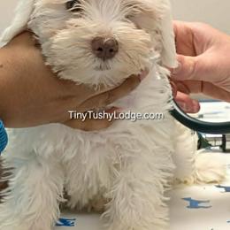 Miniature Schnauzers and Yorkshire Terriers from Tiny Tushy Lodge