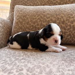 Blossom - Tri-color female Cavalier King Charles Spaniel puppy in Katy, Texas from True Heart Cavaliers llc
