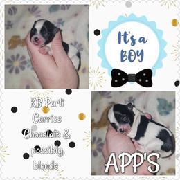 Kb parti boy - Parti male Yorkshire Terrier puppy in Wartburg, Tennessee from Amanda's Precious Pups