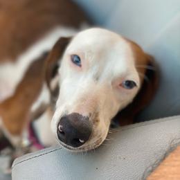 Millie - Piebald female Dachshund puppy in Miami, Florida from Marble Dachshunds