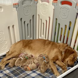 Golden Retriever Puppies from Sydney’s Goldens