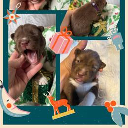 Magnolia - Red and white female Siberian Husky puppy in Florence, Kentucky from Moonlight Howl Huskies