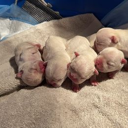 French Bulldog and Labrador Retriever Puppies from Desiree Ortiz's French Bull Dogs and Labrador Retrievers