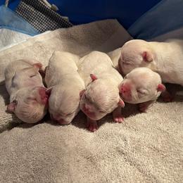 French Bulldog and Labrador Retriever Puppies from Desiree Ortiz's French Bull Dogs and Labrador Retrievers