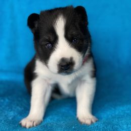 Pomsky Puppies from Brent Bauer