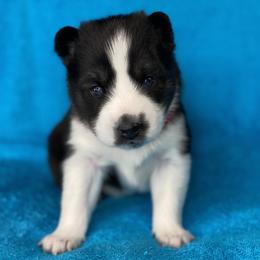 Pomsky Puppies from Brent Bauer