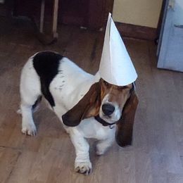 Basset Hound All Grown Up from Lydia Hatfield's Basset Hounds