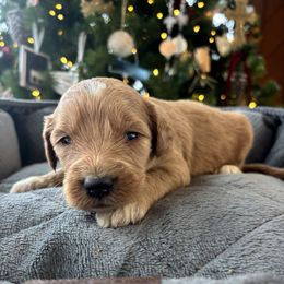 Girl 1 - Apricot female Goldendoodle puppy in Mattawan, Michigan from Doodifuldoods