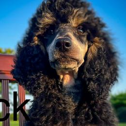 Poodle Puppies from Grace Poodles