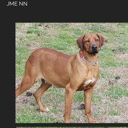 Kali - Rhodesian Ridgeback