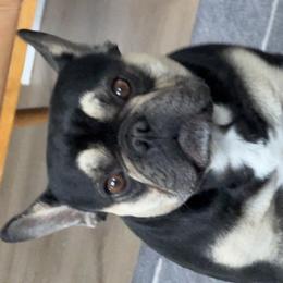 French Bulldogs from Diamond Ridge French Bulldogs