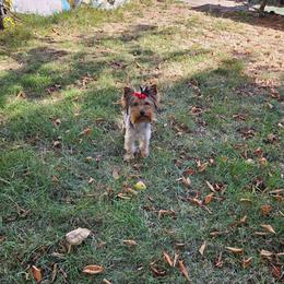 Alice - Black and tan female Yorkshire Terrier puppy in Portland, Oregon from Mama & I Yorkshire's